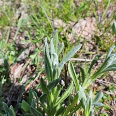 Chrysocephalum apiculatum at Whitlam, ACT - 4 Oct 2025 11:11 AM
