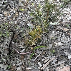 Thelymitra sp. (nuda complex) at Bruce, ACT - 8 Oct 2025 by Clarel