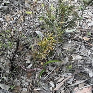 Thelymitra sp. (nuda complex) at Bruce, ACT - Yesterday by Clarel
