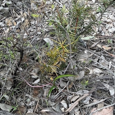 Thelymitra sp. (nuda complex) at Bruce, ACT - 8 Oct 2025 by Clarel