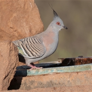 Ocyphaps lophotes at Arkaroola Village, SA - 28 Sep 2025 by AlisonMilton