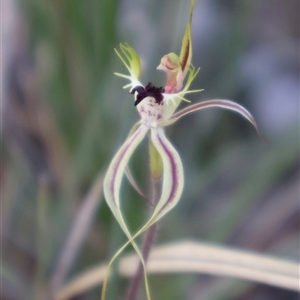 Caladenia actensis at Bruce, ACT - Yesterday by Clarel