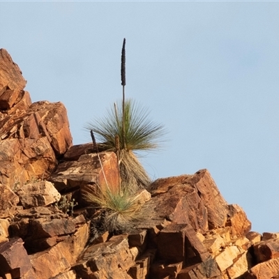 Xanthorrhoea media at Arkaroola Village, SA - 28 Sep 2025 by AlisonMilton