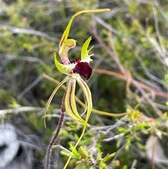 Caladenia atrovespa (Green-comb Spider Orchid) at Bruce, ACT - 8 Oct 2025 by Clarel