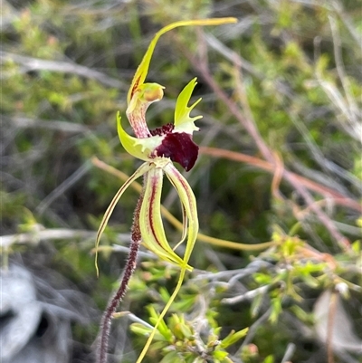 Caladenia atrovespa (Green-comb Spider Orchid) at Bruce, ACT - 8 Oct 2025 by Clarel