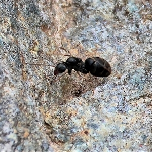 Unverified Ant (Hymenoptera, Formicidae) at West Wodonga, VIC - 7 Oct 2025 by KylieWaldon