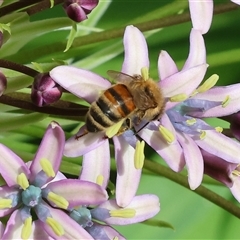Apis mellifera at West Wodonga, VIC - 7 Oct 2025 11:22 AM