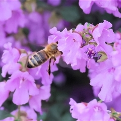 Apis mellifera at West Wodonga, VIC - 7 Oct 2025 11:22 AM