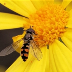 Simosyrphus grandicornis (Common hover fly) at West Wodonga, VIC - 7 Oct 2025 by KylieWaldon