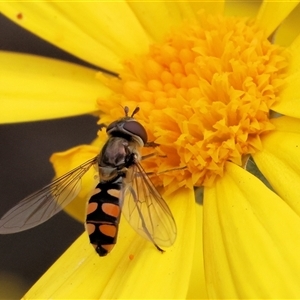 Simosyrphus grandicornis at West Wodonga, VIC - 7 Oct 2025 by KylieWaldon