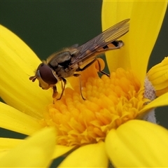 Simosyrphus grandicornis at West Wodonga, VIC - 7 Oct 2025 11:09 AM