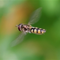 Simosyrphus grandicornis at West Wodonga, VIC - 7 Oct 2025 11:09 AM
