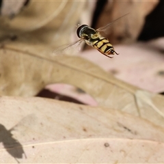 Simosyrphus grandicornis at West Wodonga, VIC - 7 Oct 2025 11:09 AM