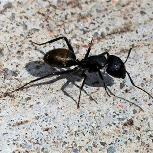 Camponotus aeneopilosus (A Golden-tailed sugar ant) at West Wodonga, VIC - 7 Oct 2025 by KylieWaldon