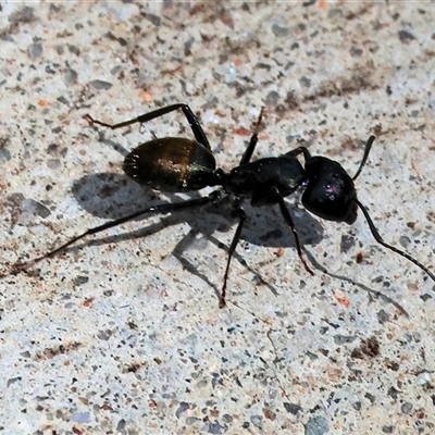 Camponotus aeneopilosus (A Golden-tailed sugar ant) at West Wodonga, VIC - 7 Oct 2025 by KylieWaldon