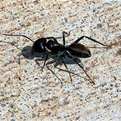 Camponotus aeneopilosus at West Wodonga, VIC - 7 Oct 2025 11:04 AM