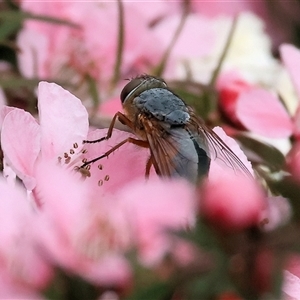 Unverified Blow fly (Calliphoridae) at West Wodonga, VIC - 7 Oct 2025 by KylieWaldon