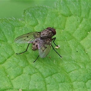 Helina sp. (genus) at West Wodonga, VIC - 7 Oct 2025 11:24 AM