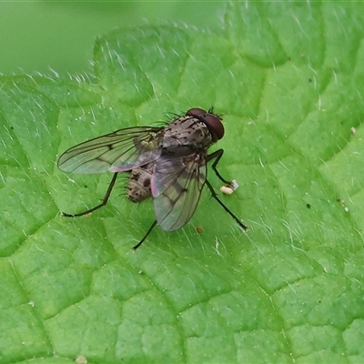 Helina sp. (genus) (Muscid fly) at West Wodonga, VIC - 7 Oct 2025 by KylieWaldon