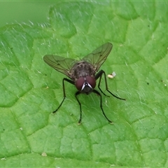 Helina sp. (genus) at West Wodonga, VIC - 7 Oct 2025 11:24 AM