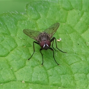 Helina sp. (genus) at West Wodonga, VIC - 7 Oct 2025 11:24 AM
