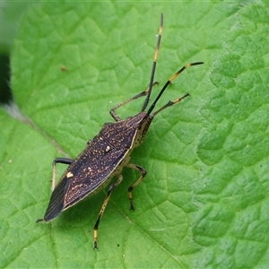 Unverified True bug (Hemiptera, Heteroptera) at West Wodonga, VIC - 7 Oct 2025 by KylieWaldon