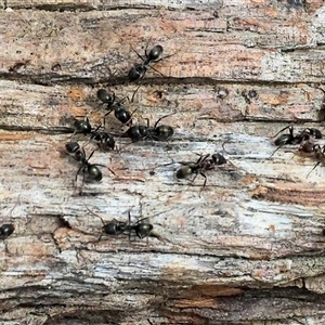 Unverified Ant (Hymenoptera, Formicidae) at West Wodonga, VIC - 7 Oct 2025 by KylieWaldon