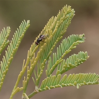 Unverified True fly (Diptera) at West Wodonga, VIC - 7 Oct 2025 by KylieWaldon