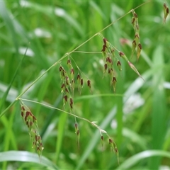 Unverified Grass at West Wodonga, VIC - 7 Oct 2025 by KylieWaldon