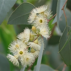 Eucalyptus dives at West Wodonga, VIC - 7 Oct 2025 by KylieWaldon