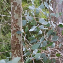 Unverified at suppressed - suppressed