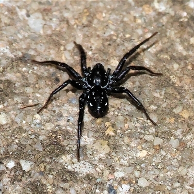 Nyssus albopunctatus (White-spotted swift spider) at West Wodonga, VIC - 7 Oct 2025 by KylieWaldon