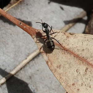 Unverified Ant (Hymenoptera, Formicidae) at West Wodonga, VIC - 7 Oct 2025 by KylieWaldon