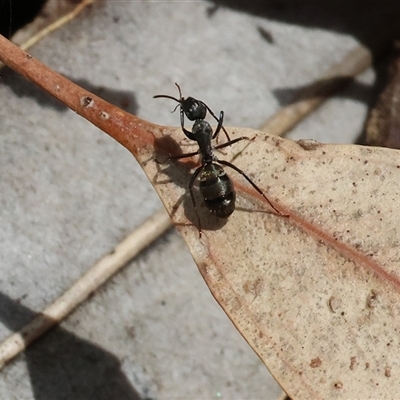 Camponotus sp. (genus) (A sugar ant) at West Wodonga, VIC - 7 Oct 2025 by KylieWaldon
