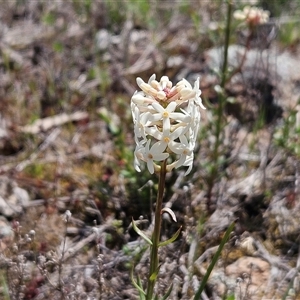 Stackhousia monogyna at Whitlam, ACT - 4 Oct 2025 by sangio7