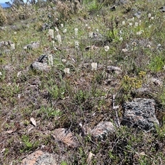 Stackhousia monogyna at Whitlam, ACT - 4 Oct 2025 11:20 AM