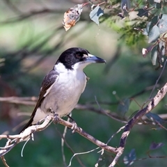 Cracticus torquatus (Grey Butcherbird) at Ainslie, ACT - 8 Oct 2025 by jb2602