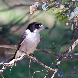 Cracticus torquatus at Ainslie, ACT - Yesterday by jb2602