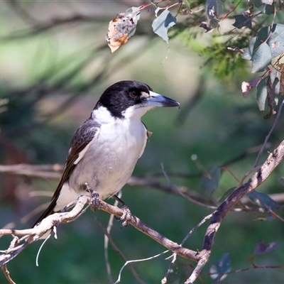 Cracticus torquatus (Grey Butcherbird) at Ainslie, ACT - 8 Oct 2025 by jb2602