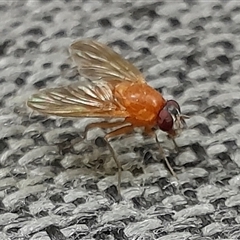 Dichaetomyia sp. (genus) (Bush fly) at Mogo, NSW - 25 Jun 2025 by UserCqoIFqhZ