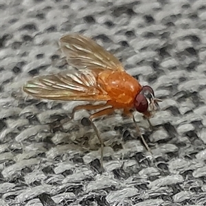 Unverified True fly (Diptera) at Mogo, NSW - 25 Jun 2025 by UserCqoIFqhZ