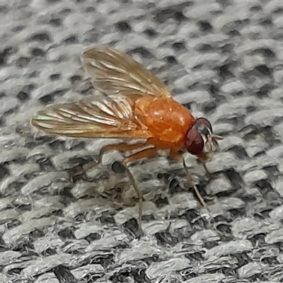 Dichaetomyia sp. (genus) (Bush fly) at Mogo, NSW - 25 Jun 2025 by UserCqoIFqhZ