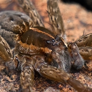 Unverified Spider at Throsby, ACT - 7 Oct 2025 by davidcunninghamwildlife