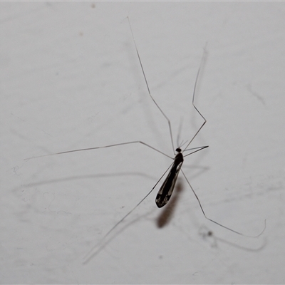 Limoniidae (family) (Unknown Limoniid Crane Fly) at Currowan, NSW - 6 Oct 2025 by UserCqoIFqhZ