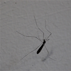 Limoniidae (family) at Currowan, NSW - 6 Oct 2025 02:35 PM