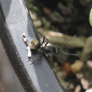 Polyrhachis sp. (genus) at Currowan, NSW - 22 Sep 2025 09:43 AM