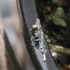 Polyrhachis sp. (genus) at Currowan, NSW - 22 Sep 2025 09:43 AM