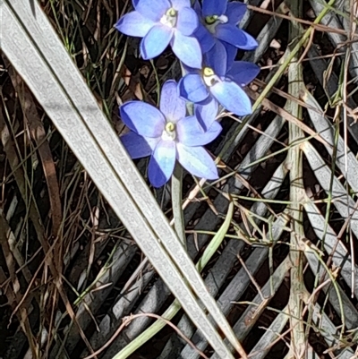 Thelymitra media (Tall Sun Orchid) at Mogood, NSW - 5 Oct 2025 by UserCqoIFqhZ