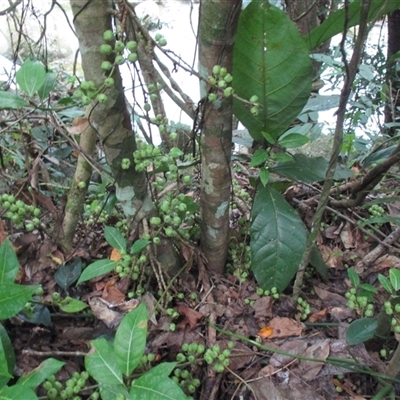 Ficus septica (septic fig) at Mossman Gorge, QLD - 29 Sep 2016 by JasonPStewart