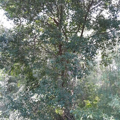 Syzygium paniculatum at Currowan, NSW - 15 Jul 2025 by UserCqoIFqhZ